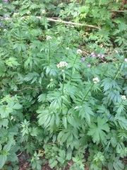 Valeriana officinalis sambucifolia