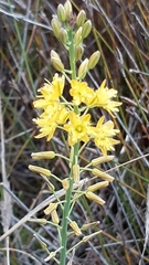 Bulbine cepacea