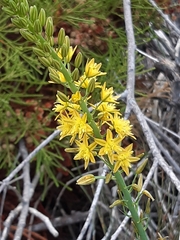 Bulbine cepacea