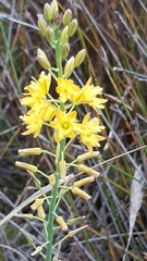 Bulbine cepacea