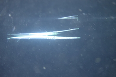 Platybelone argalus