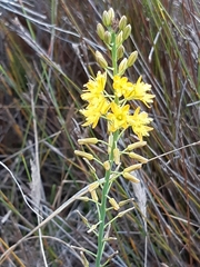 Bulbine cepacea