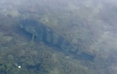 Paralabrax nebulifer