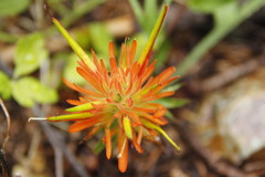 Castilleja pruinosa