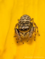 Salticidae