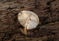 Leucoagaricus dacrytus