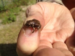 Anaxyrus houstonensis