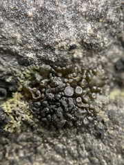 Enchylium polycarpon