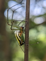 Leucauge blanda
