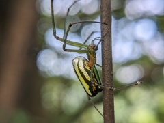Leucauge blanda
