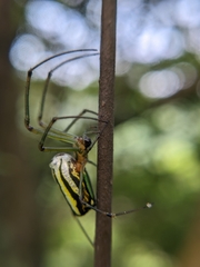 Leucauge blanda