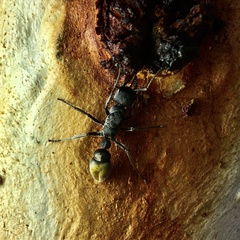 Myrmecia gilberti