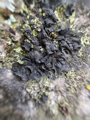 Lathagrium fuscovirens