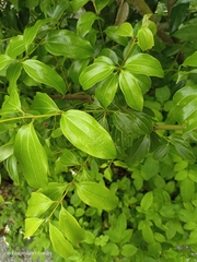 Cinnamomum osmophloeum