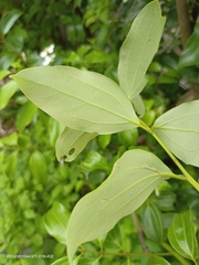 Cinnamomum osmophloeum