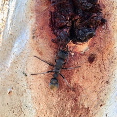 Myrmecia gilberti