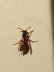 Polistes chinensis