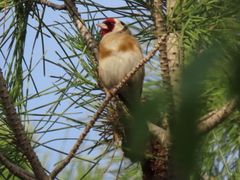 Carduelis carduelis