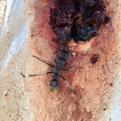 Myrmecia gilberti