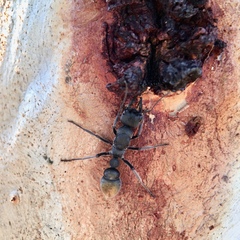 Myrmecia gilberti