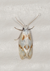 Aethes seriatana