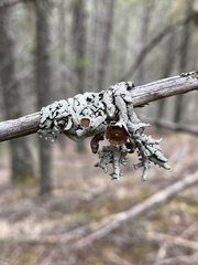 Hypogymnia occidentalis