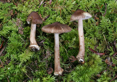 Inocybe napipes