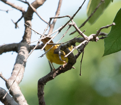 Erythrocercus livingstonei