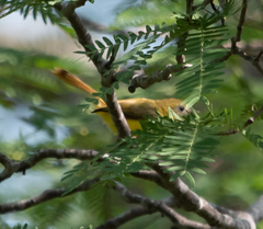 Erythrocercus livingstonei