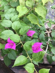 Bougainvillea glabra