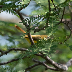 Erythrocercus livingstonei