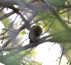 Hypargos niveoguttatus