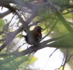 Hypargos niveoguttatus