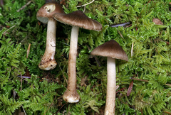Inocybe napipes