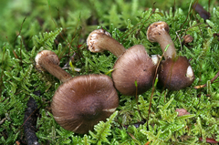 Inocybe napipes