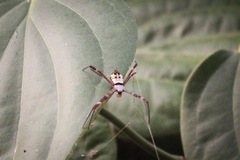 Argiope mangal