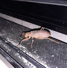 Nesoecia