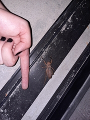 Nesoecia