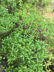 Tabernaemontana divaricata