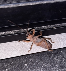 Nesoecia