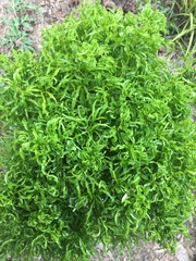 Tabernaemontana divaricata