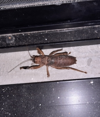 Nesoecia