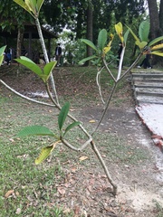 Plumeria obtusa