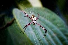 Argiope mangal