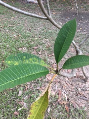 Plumeria obtusa