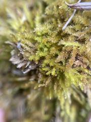 Eurhynchiastrum pulchellum