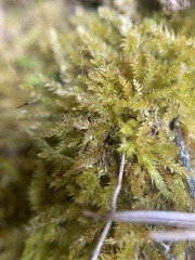 Eurhynchiastrum pulchellum