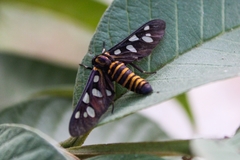 Amata passalis