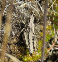 Sigaus campestris