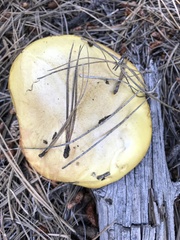 Suillus kaibabensis